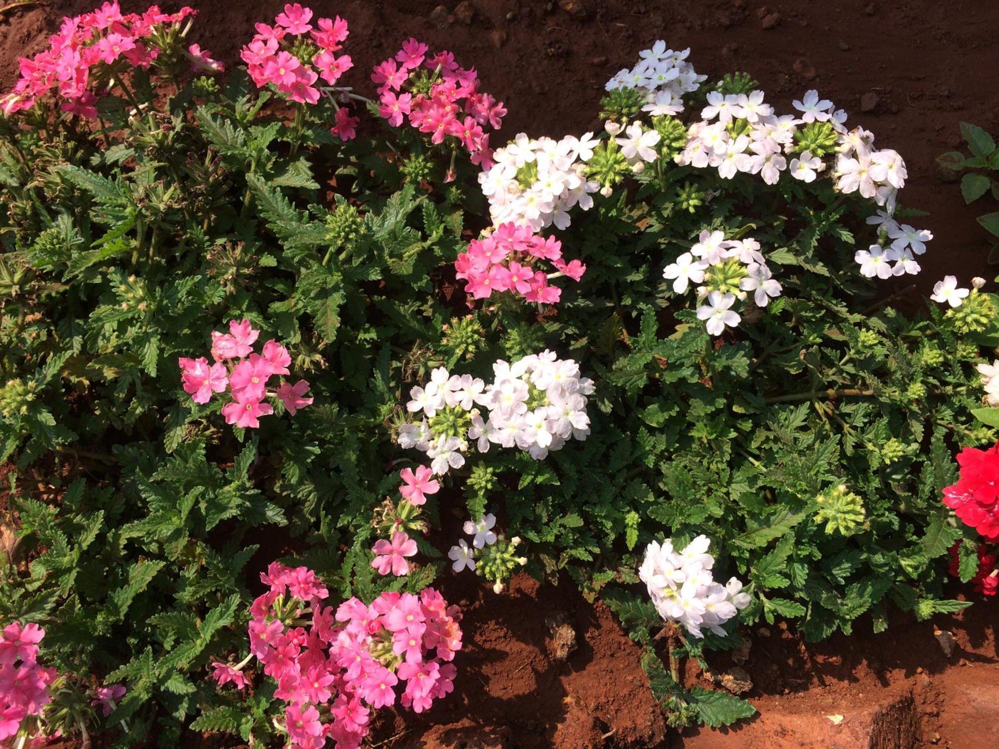 The Royal Heritage Mahabaleshwar Bagian luar foto